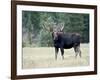 Bull Moose, Roosevelt National Forest, Colorado-James Hager-Framed Photographic Print