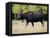 Bull Moose, Roosevelt National Forest, Colorado-James Hager-Framed Stretched Canvas