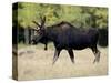 Bull Moose, Roosevelt National Forest, Colorado-James Hager-Stretched Canvas