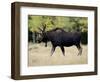 Bull Moose, Roosevelt National Forest, Colorado-James Hager-Framed Photographic Print