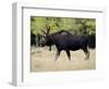 Bull Moose, Roosevelt National Forest, Colorado-James Hager-Framed Photographic Print