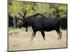 Bull Moose, Roosevelt National Forest, Colorado-James Hager-Mounted Photographic Print