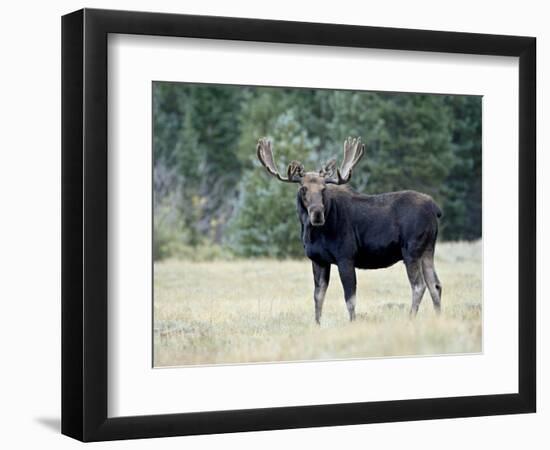 Bull Moose, Roosevelt National Forest, Colorado-James Hager-Framed Photographic Print