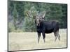 Bull Moose, Roosevelt National Forest, Colorado-James Hager-Mounted Photographic Print