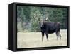 Bull Moose, Roosevelt National Forest, Colorado-James Hager-Framed Stretched Canvas