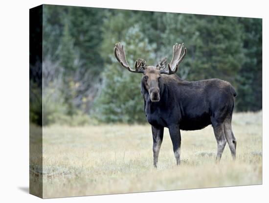 Bull Moose, Roosevelt National Forest, Colorado-James Hager-Stretched Canvas