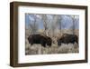 Bull moose sparring-Ken Archer-Framed Photographic Print