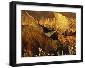 Bull Moose Standing Amongst Willow Bushes, Denali National Park, Alaska, USA-Hugh Rose-Framed Photographic Print