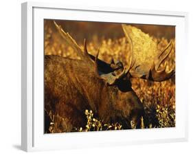 Bull Moose Standing Amongst Willow Bushes, Denali National Park, Alaska, USA-Hugh Rose-Framed Photographic Print