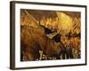 Bull Moose Standing Amongst Willow Bushes, Denali National Park, Alaska, USA-Hugh Rose-Framed Photographic Print