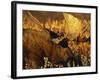 Bull Moose Standing Amongst Willow Bushes, Denali National Park, Alaska, USA-Hugh Rose-Framed Photographic Print