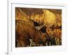 Bull Moose Standing Amongst Willow Bushes, Denali National Park, Alaska, USA-Hugh Rose-Framed Photographic Print