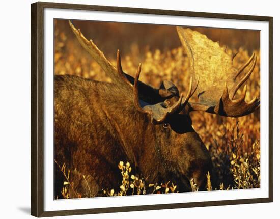 Bull Moose Standing Amongst Willow Bushes, Denali National Park, Alaska, USA-Hugh Rose-Framed Photographic Print