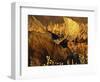 Bull Moose Standing Amongst Willow Bushes, Denali National Park, Alaska, USA-Hugh Rose-Framed Photographic Print