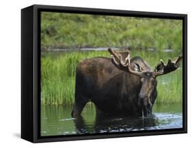 Bull Moose Standing in Tundra Pond, Denali National Park, Alaska, USA-Hugh Rose-Framed Stretched Canvas