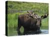 Bull Moose Standing in Tundra Pond, Denali National Park, Alaska, USA-Hugh Rose-Stretched Canvas