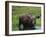 Bull Moose Standing in Tundra Pond, Denali National Park, Alaska, USA-Hugh Rose-Framed Photographic Print