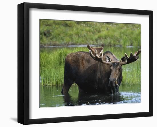 Bull Moose Standing in Tundra Pond, Denali National Park, Alaska, USA-Hugh Rose-Framed Photographic Print