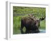 Bull Moose Standing in Tundra Pond, Denali National Park, Alaska, USA-Hugh Rose-Framed Photographic Print