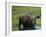 Bull Moose Standing in Tundra Pond, Denali National Park, Alaska, USA-Hugh Rose-Framed Photographic Print