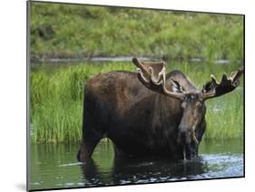 Bull Moose Standing in Tundra Pond, Denali National Park, Alaska, USA-Hugh Rose-Mounted Photographic Print