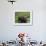 Bull Moose Standing in Tundra Pond, Denali National Park, Alaska, USA-Hugh Rose-Framed Photographic Print displayed on a wall