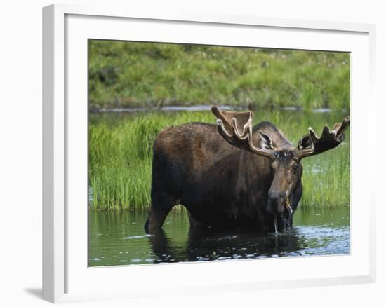 Bull Moose Standing in Tundra Pond, Denali National Park, Alaska, USA-Hugh Rose-Framed Photographic Print