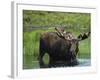 Bull Moose Standing in Tundra Pond, Denali National Park, Alaska, USA-Hugh Rose-Framed Photographic Print