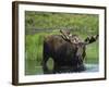 Bull Moose Standing in Tundra Pond, Denali National Park, Alaska, USA-Hugh Rose-Framed Photographic Print