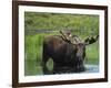 Bull Moose Standing in Tundra Pond, Denali National Park, Alaska, USA-Hugh Rose-Framed Photographic Print