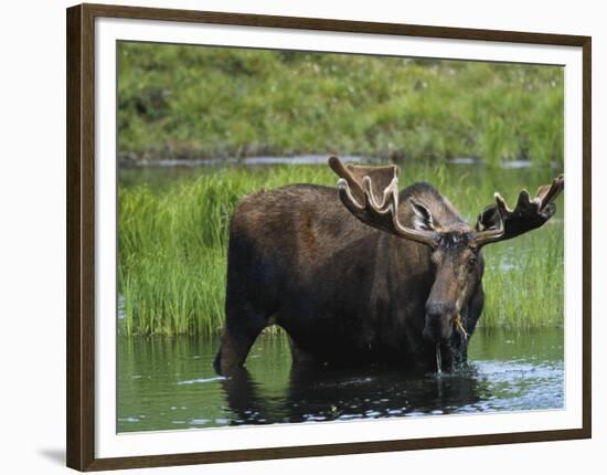 Bull Moose Standing in Tundra Pond, Denali National Park, Alaska, USA-Hugh Rose-Framed Photographic Print