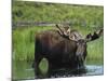 Bull Moose Standing in Tundra Pond, Denali National Park, Alaska, USA-Hugh Rose-Mounted Photographic Print