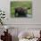 Bull Moose Standing in Tundra Pond, Denali National Park, Alaska, USA-Hugh Rose-Photographic Print displayed on a wall