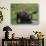 Bull Moose Standing in Tundra Pond, Denali National Park, Alaska, USA-Hugh Rose-Photographic Print displayed on a wall