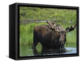 Bull Moose Standing in Tundra Pond, Denali National Park, Alaska, USA-Hugh Rose-Framed Stretched Canvas