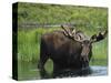 Bull Moose Standing in Tundra Pond, Denali National Park, Alaska, USA-Hugh Rose-Stretched Canvas