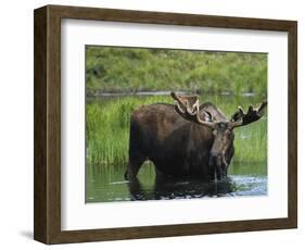 Bull Moose Standing in Tundra Pond, Denali National Park, Alaska, USA-Hugh Rose-Framed Photographic Print