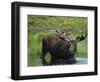 Bull Moose Standing in Tundra Pond, Denali National Park, Alaska, USA-Hugh Rose-Framed Photographic Print