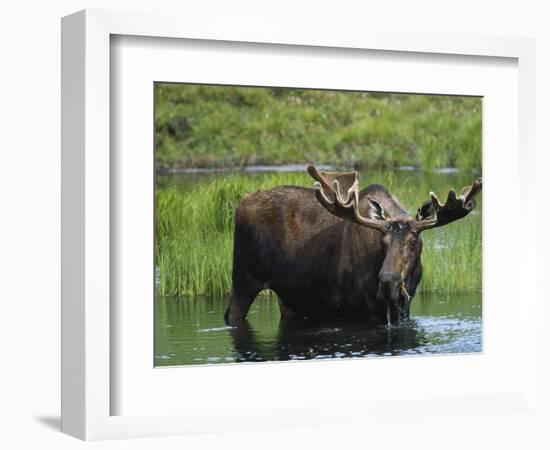 Bull Moose Standing in Tundra Pond, Denali National Park, Alaska, USA-Hugh Rose-Framed Photographic Print