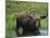 Bull Moose Standing in Tundra Pond, Denali National Park, Alaska, USA-Hugh Rose-Mounted Photographic Print