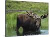 Bull Moose Standing in Tundra Pond, Denali National Park, Alaska, USA-Hugh Rose-Stretched Canvas