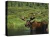 Bull Moose Wading in Tundra Pond, Denali National Park, Alaska, USA-Hugh Rose-Stretched Canvas