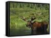 Bull Moose Wading in Tundra Pond, Denali National Park, Alaska, USA-Hugh Rose-Framed Stretched Canvas