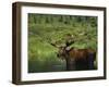 Bull Moose Wading in Tundra Pond, Denali National Park, Alaska, USA-Hugh Rose-Framed Photographic Print