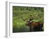 Bull Moose Wading in Tundra Pond, Denali National Park, Alaska, USA-Hugh Rose-Framed Photographic Print