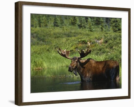 Bull Moose Wading in Tundra Pond, Denali National Park, Alaska, USA-Hugh Rose-Framed Photographic Print