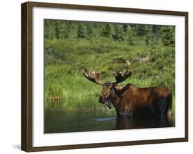 Bull Moose Wading in Tundra Pond, Denali National Park, Alaska, USA-Hugh Rose-Framed Photographic Print