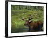 Bull Moose Wading in Tundra Pond, Denali National Park, Alaska, USA-Hugh Rose-Framed Photographic Print