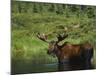 Bull Moose Wading in Tundra Pond, Denali National Park, Alaska, USA-Hugh Rose-Mounted Photographic Print