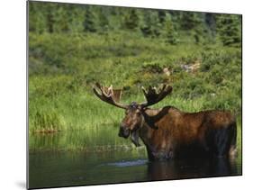 Bull Moose Wading in Tundra Pond, Denali National Park, Alaska, USA-Hugh Rose-Mounted Photographic Print